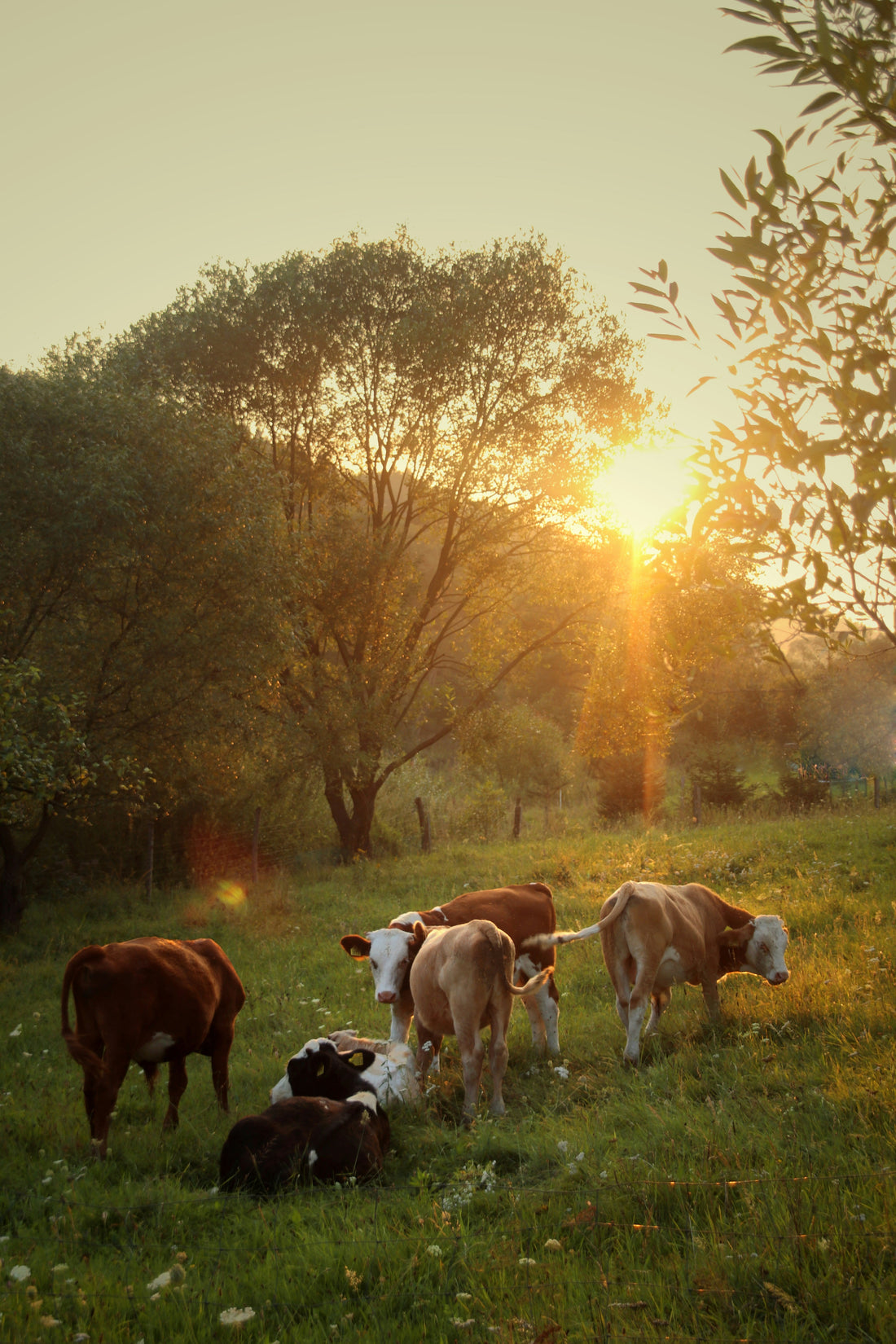 Grass-Fed Whey vs. Regular Whey Protein: Is There Really a Difference?